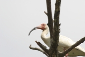 white ibis b