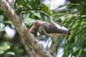 white ibis immature