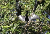 anhinga male sunning 07 04
