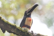 collared aracari 07 04