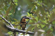 collared aracari 07 04 b
