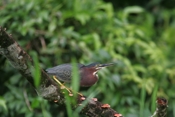 green back heron b 07 04 flight