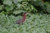 green backed heron b 07 04