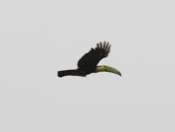keel billed toucan flight