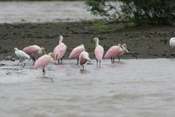 roseate spoonbill 07 04