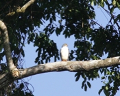 semiplumbeous hawk 07 04