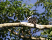 white necked puffbird 07 04