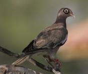 Bare-eyed Pigeon Again
