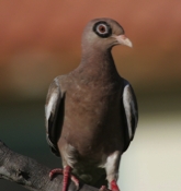 Bare eyed Pigeon Front View