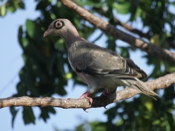Bare eyed Pigeon Looking Away