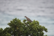 Bare eyed Pigeon Ocean Side