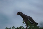 Bare eyed Pigeon f