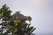 Bare eyed Pigeon Eating