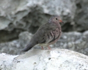 Common Ground Dove