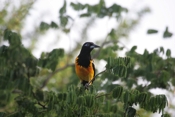 Venezuelan Troupial Front