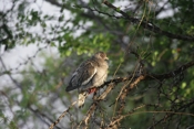 Bare-eyed Pigeon Fluffed Out