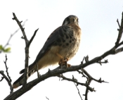 American Kestrel Stare