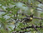 Bananaquit Poised