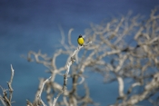 Bananaquit Kingdom