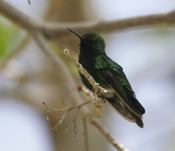 Blue-tailed Emerald Perched