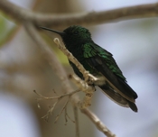 Blue-tailed Emerald Photo