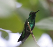 Blue-tailed Emerald Chest
