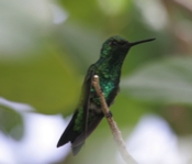 Blue-tailed Emerald Again