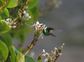 Blue-tailed Emerald Flight Again