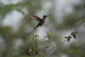 Blue-tailed Emerald Side