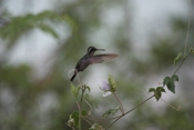 Blue-tailed Emerald Flap