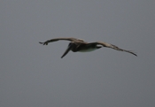 Brown Pelican Flight