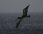 Brown Pelican Underside