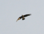 Crested Caracara Flight