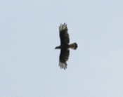Crested Caracara Below