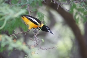 Venezuelan Troupial looking