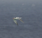Royal Tern Flight