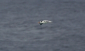 Royal Tern Glide