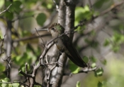Ruby-topaz Hummingbird Side