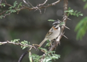 Rufous-collared Sparrow Perched