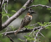Perched Rufous-collared Sparrow