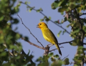 Saffron Finch Singing