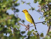 Saffron Finch Profile