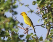 Saffron Finch Calling