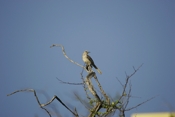 Tropical Mockingbird Perch