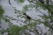 Tropical Mockingbird in Tree
