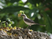 Tropical Mockingbird Profile