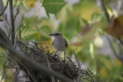 Tropical Mockingbird Youngster