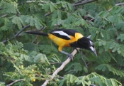 Venezuelan Troupial Inquisitive