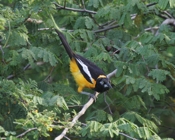 Venezuelan Troupial Poised