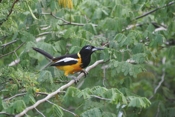 Venezuelan Troupial Perch